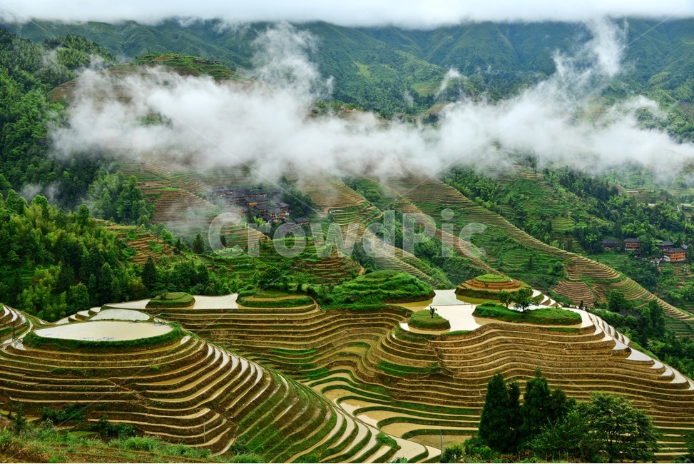 중국,계림,금갱,다랭이논,운해,scenery,풍경,outdoors,옥외,nature,자연,landscape,field,자연,풍경,nature,landscape,농업,농사,agriculture,farming,farming industry