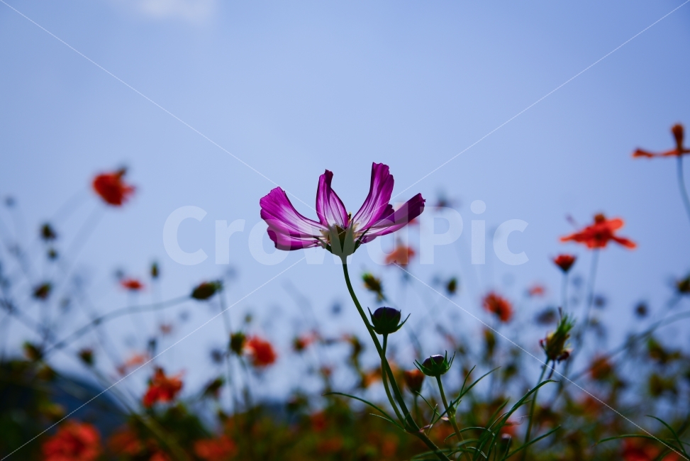 코스모스,꽃,flower,스냅,자연,풍경,가을,계절,fall,autumn,season,식물,자연,plants,nature,꽃,flower,blossom,geranium,제라늄,plant,petal,꽃잎