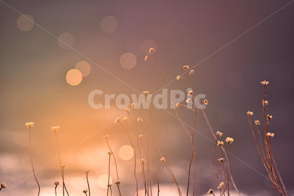 감성사진,노을,석양,해질녘,보케,빛망울,플레어,들풀,마른풀,flare,light,빛,물가,물,수면,반사,water,background,백그라운드,바탕,배경,느낌,필링,분위기,feeling,sensible,emotional,sunset,몽롱한,몽환적,식물,자연,plants,nature,감성,sensible,feeling