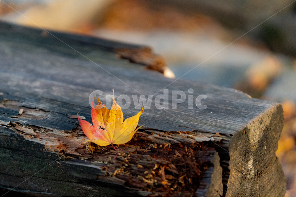 가을,나무,잎,낙엽,단풍,단풍잎,가을,계절,fall,autumn,season,leaf,plant,식물,tree