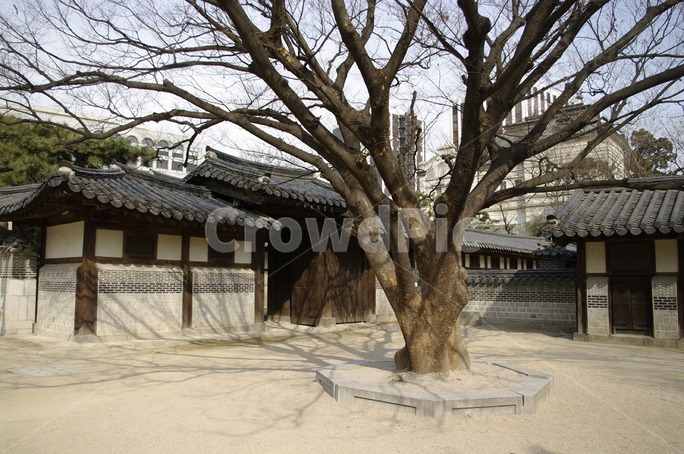 전통,tradition,전통가옥,한옥,건축,기와지붕,나무,마당