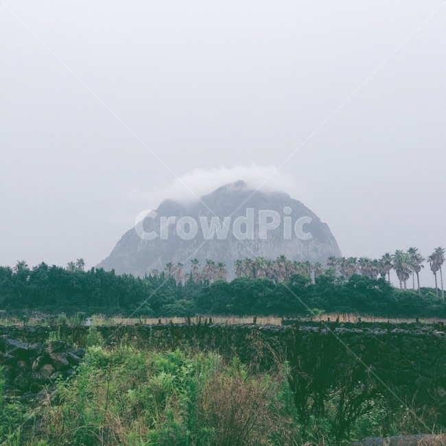 제주도,자연,풍경,나무,안개,야자수,구름,jejudo,nature,fog,mist,tree,green,산,mountain,자연,풍경,nature,landscape,한국자연풍경,한국자연경관,korea nature landscape,제주도,jeju,jeju island,outdoors,옥외
