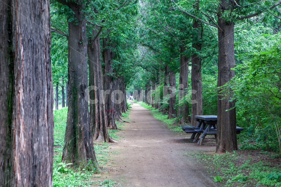 tree,plant,treetrunk,나무줄기,배경,풍경,백그라운드,하늘공원,나무,나무숲,메타세콰이어,삼림,녹음,녹색,산책로,그린,녹색길,공원,숲,메타세콰이어길,메타세콰이어숲,식물,여름,의자,벤치,숲길,자연,풍경,nature,landscape