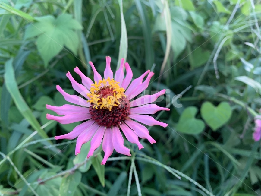 plant,식물,꽃,자연,아름다움,식물,자연,plants,nature,꽃,flower