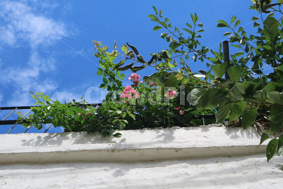 꽃,분홍꽃,핑크꽃,하늘과꽃,집과꽃,하얀집,하늘,풍경,식물,나무,초록,파랑