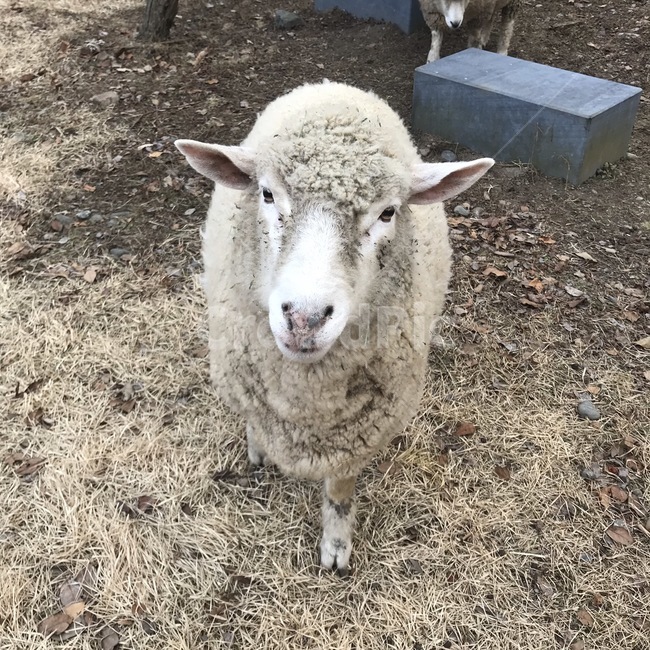양,양표정,공원,동물원,mammal,포유류,animal,동물,sheep,비열한양
