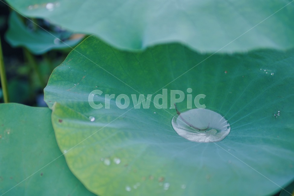 연잎,자연,이슬,새벽,감성,식물,여름,nature,dawn,식물,자연,plants,nature