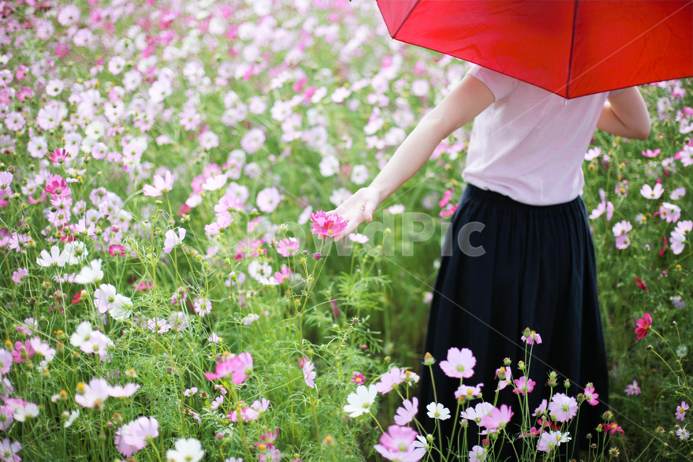 코스모스,여자,꽃놀이,가을,손,식물,자연,plants,nature,꽃,flower,사람,인물,인간,human,person,여성,여자,woman,female,lady