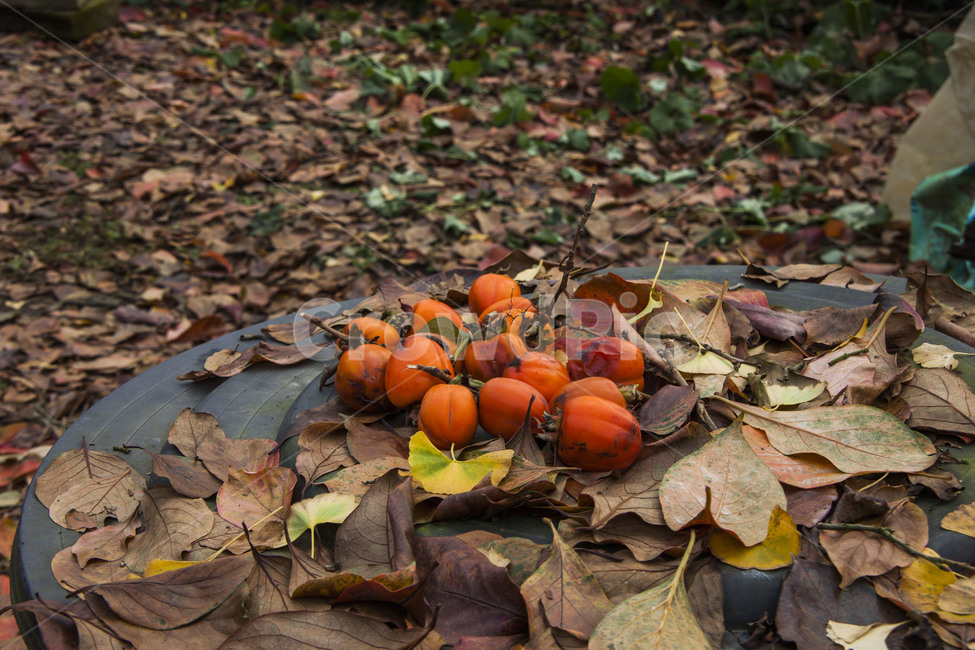 정물,가을,감성,낙엽,감,가을,계절,fall,autumn,season,음식,식재료,요리,food,cook,meal,dishes,food reserves,과일,열매,fruit,plant,식물,leaf,잎