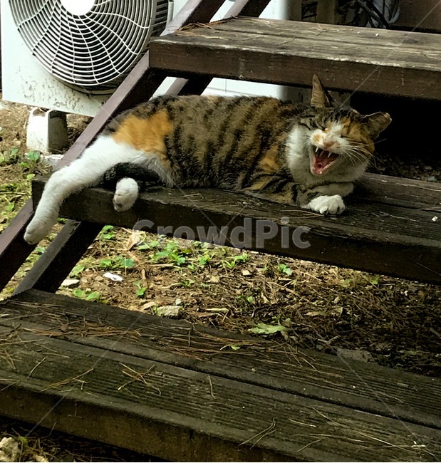 고양이,길고양이,길냥이,냥이,동물,동물,animal,포유류,mammal,고양이,cat,kitten,kitty