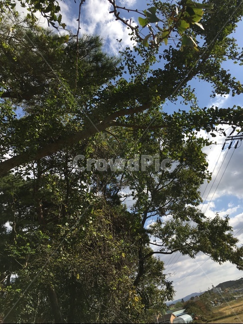tree,나무,plant,식물,treetrunk,나무줄기,하늘,자연,풍경