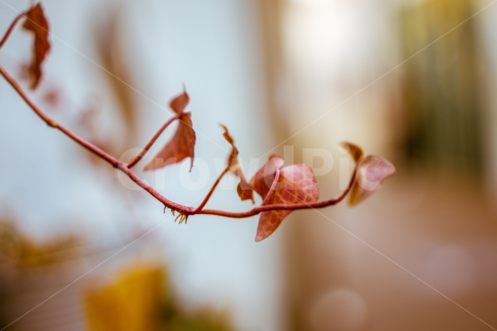 창동예술촌,나뭇잎,느낌,감성,마산,식물,자연,plants,nature,감성,sensible,feeling