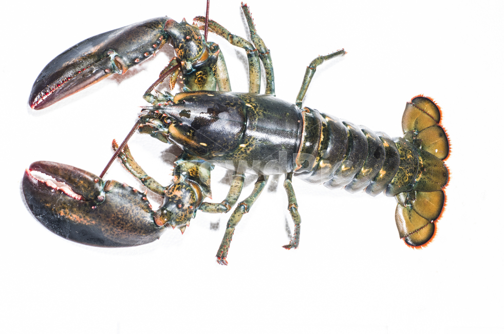 동물,animal,해양생물,food,음식,sealife,lobster,seafood,랍스터,음식,식재료,요리,food,cook,meal,dishes,food reserves
