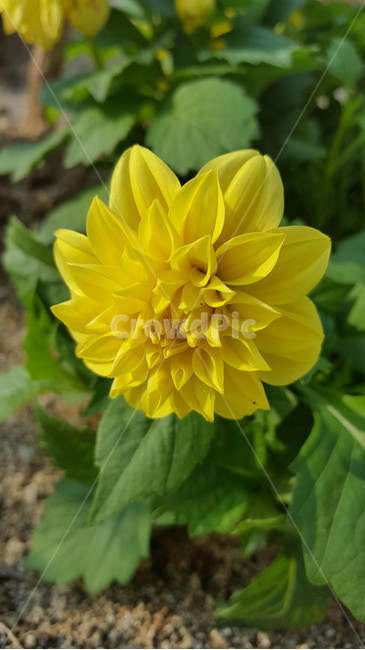 꽃,식물,근접,봄,flower