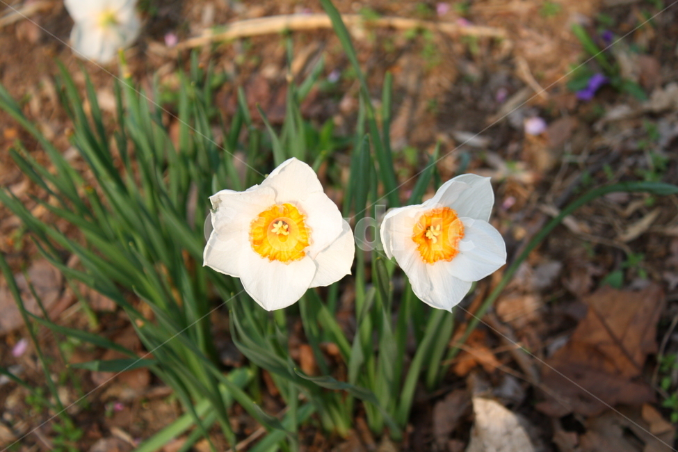 식물,꽃,plant,flower,blossom,식물,자연,plants,nature,꽃,flower