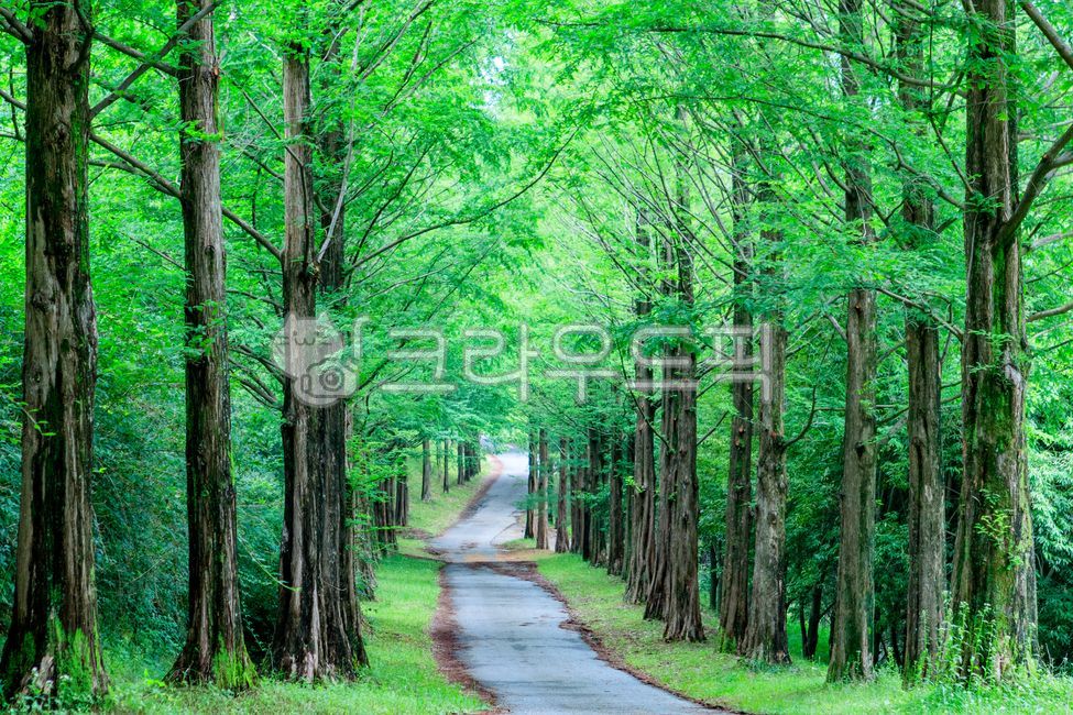 forest,metasequoia,spring,trail,path,road,season,wood,park,green,nature,tree,fresh green,outdoors,colonnade,State of the Union