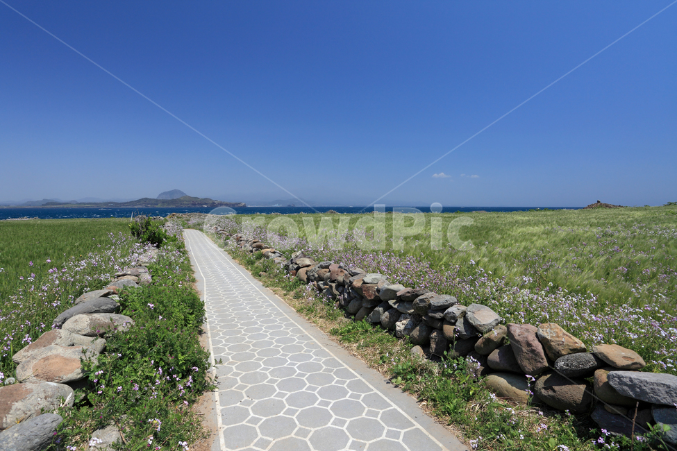 가파도,산책,산책로,길,돌담,청보리,보리,청보리밭,보리밭,농업,밭,논,논밭,힐링,올레길,돌,울타리,환경,풍경,봄,봄풍경,꽃,자연,그린,바다,하늘,배경,백그라운드,아름다운,송악산,산방산,제주,제주도,한국