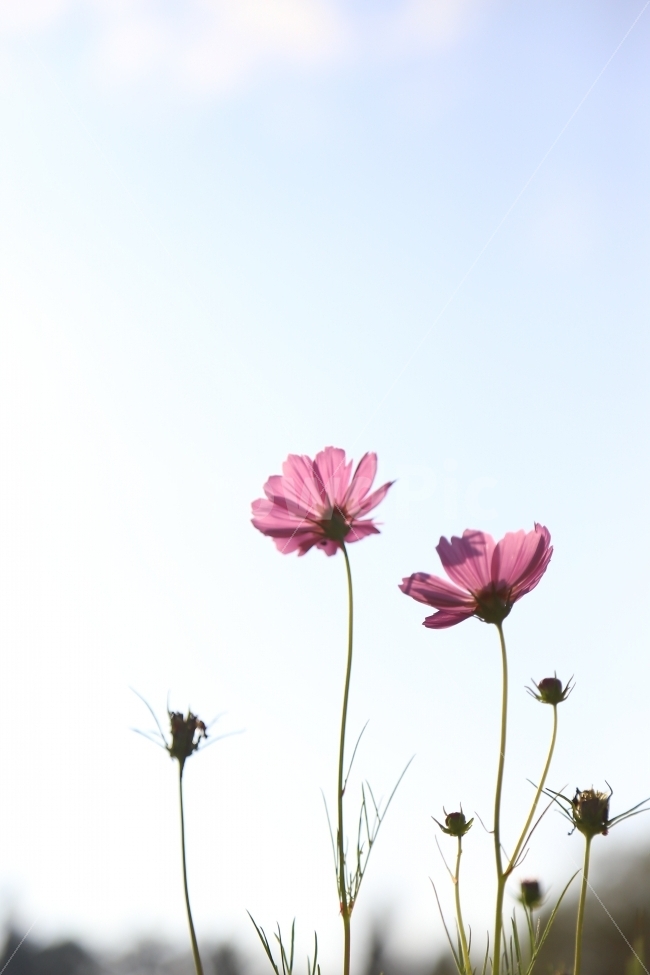코스모스,가을,꽃,예쁜꽃,꽃향기,가을,계절,fall,autumn,season,식물,자연,plants,nature,꽃,flower,plant,daisies,데이지,blossom,daisy
