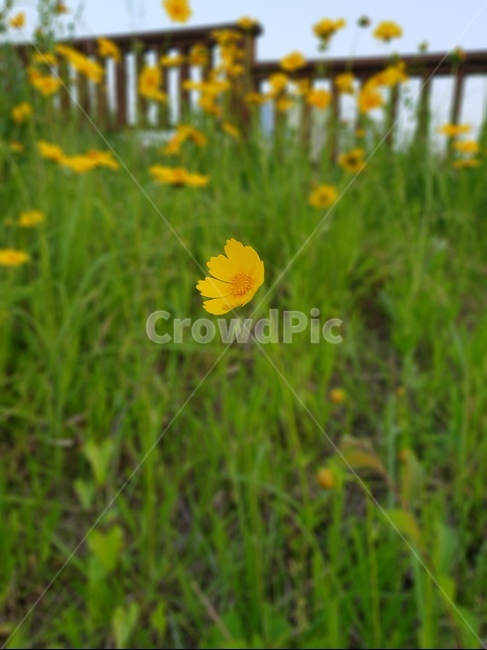 노란,꽃,들꽃,들판,flowers,yellow