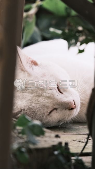 young,cure,cute,kitty,sleep,beautiful,kitten,stray cat,mammal,Asshole,white cat,cat,Agaengi,streetcat,straycat,Kitten,pet,rest,attractive,nature,alleycat,morning,baby cat,Pets,sunlight,baby,sleepingcat,animal,dad cat,mammalia
