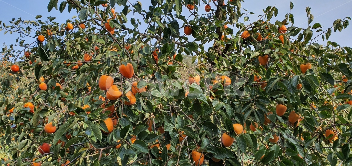 감,대봉,감나무,홍시,자연,과일,열매,fruit