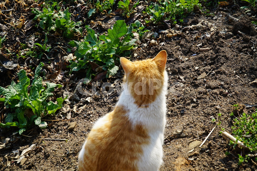 고양이,cat,뒷모습,동물,풍경,동물,animal,포유류,mammal,고양이,cat,kitten,kitty