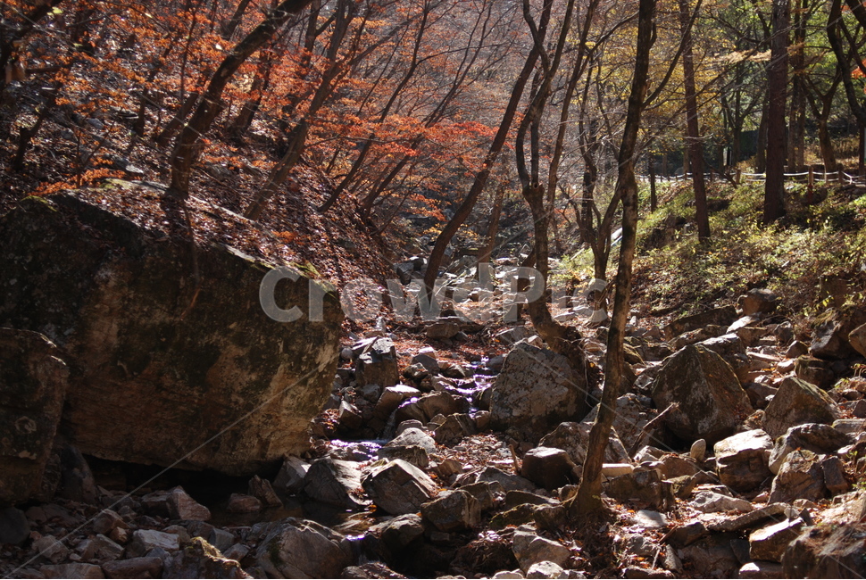 단풍,가을,풍경,계곡,감성,가을,계절,fall,autumn,season,자연,풍경,nature,landscape,ground,바닥,rubble,파편,tree,나무,plant,식물