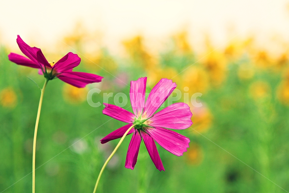 코스모스,꽃,꽃잎,가을,식물,자연,가을꽃,공원,가을,계절,fall,autumn,season,식물,자연,plants,nature,꽃,flower,plant