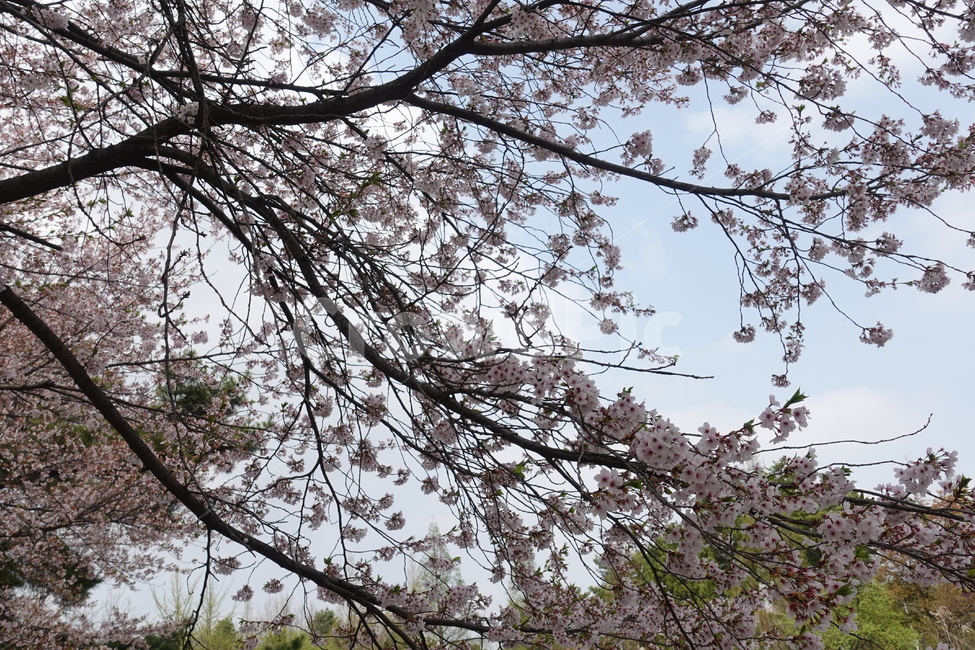 벚꽃,봄꽃,벚꽃놀이,봄,풍경,자연,나무,plant,식물,blossom,꽃,flower