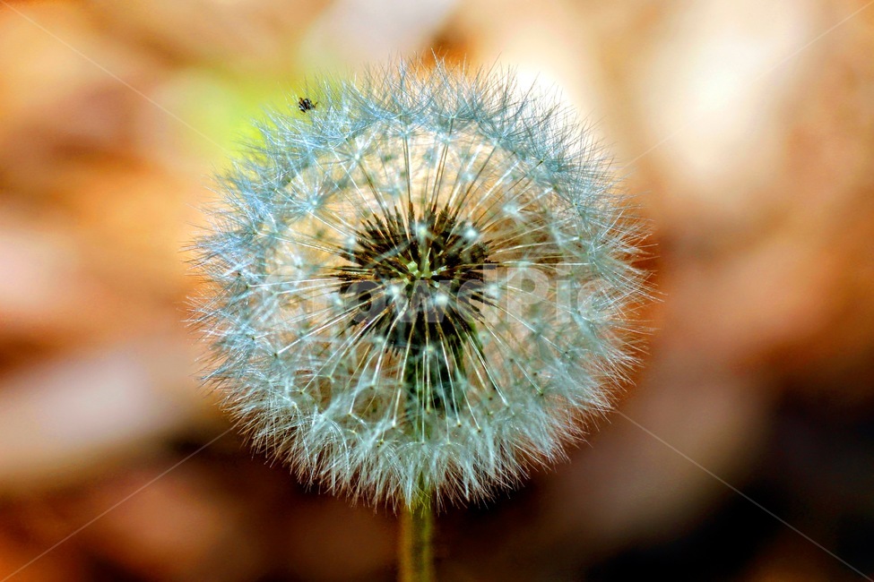 plant,식물,flower,blossom,꽃,dandelion,민들레,민들레홀씨