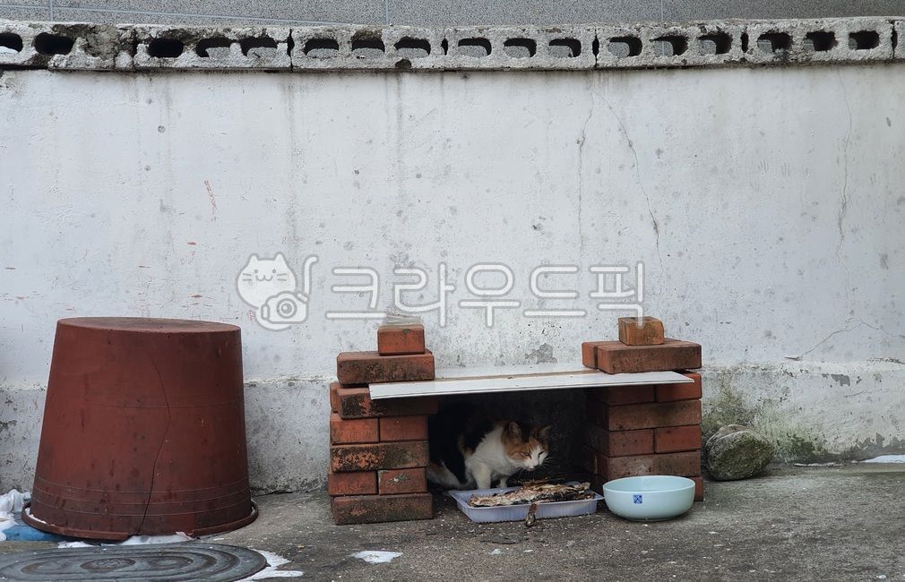 길고양이,생선,고양이,cat,빈티지,동물,감성