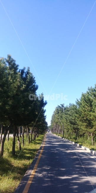 드라이브,도로,나무,tree,숲길
