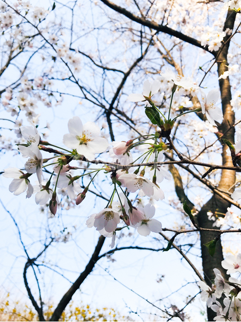 벚꽃,봄꽃,꽃,봄,벚나무,나무,자연,계절,blossom,spring,flower,plant,nature,season