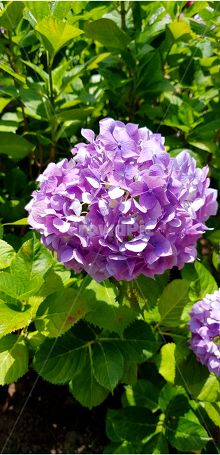수국,꽃,flower,plant,식물