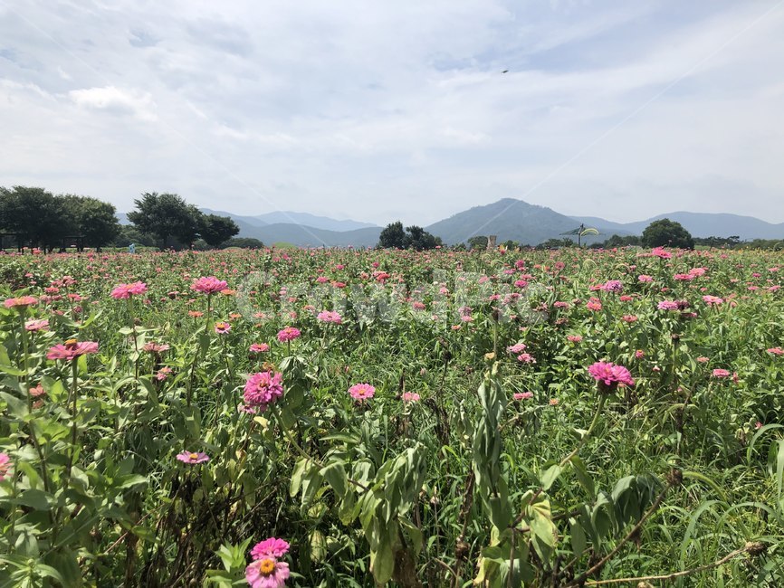 plant,outdoors,옥외,field,들,grassland,목초지,nature,countryside,한지방,farm,접시꽃,식물,자연,꽃축제,식물축제