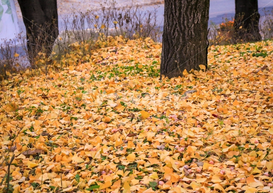 자연,은행잎,나무,가을,추색,노란색,가을,계절,fall,autumn,season,plant,식물,leaf,잎,tree