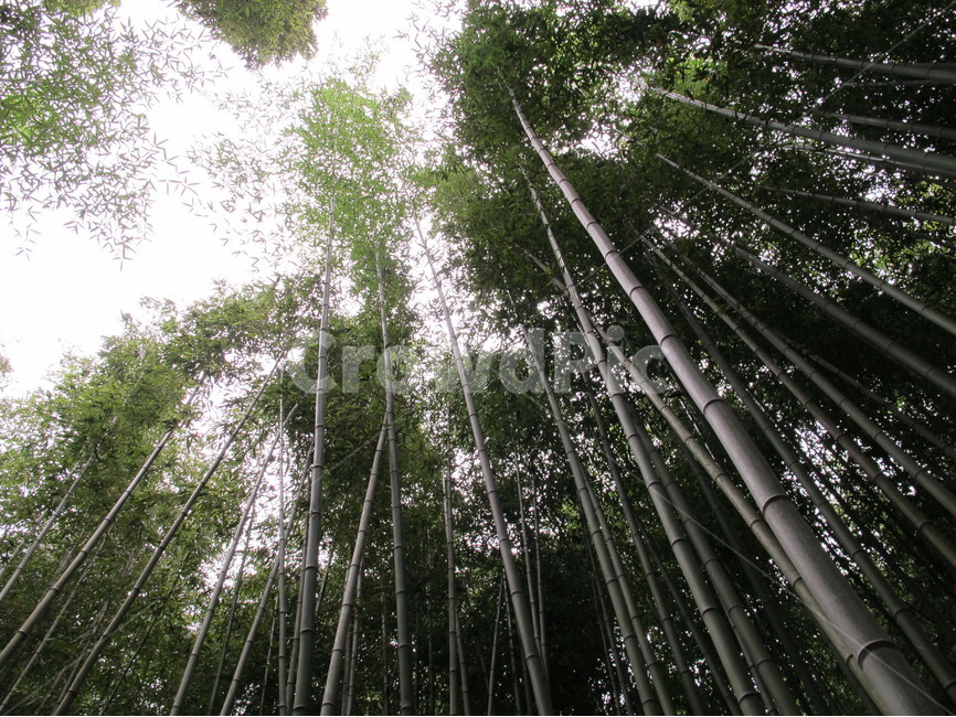 대나무,bambusoideae,숲,bamboo,nature,plant,자연,풍경,nature,landscape,식물,plants,나무,trees,wood