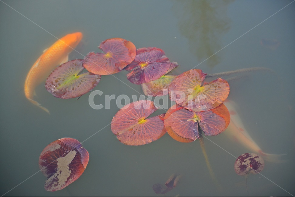plant,식물,blossom,flower,꽃,물고기,금붕어,연잎,유영,연못,어류