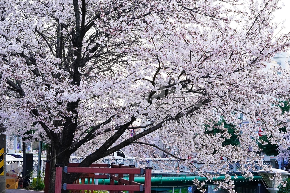 꽃,나무,벚꽃,flower,식물,blossom
