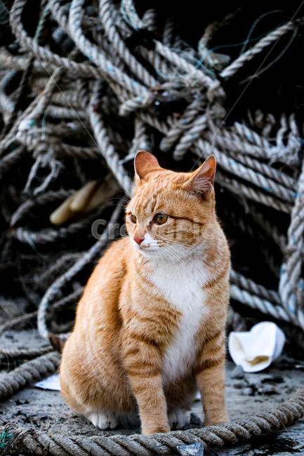 고양이,cat,동물,animal,애완동물,pet,mammal,포유류,동물,animal,포유류,mammal,고양이,cat,kitten,kitty