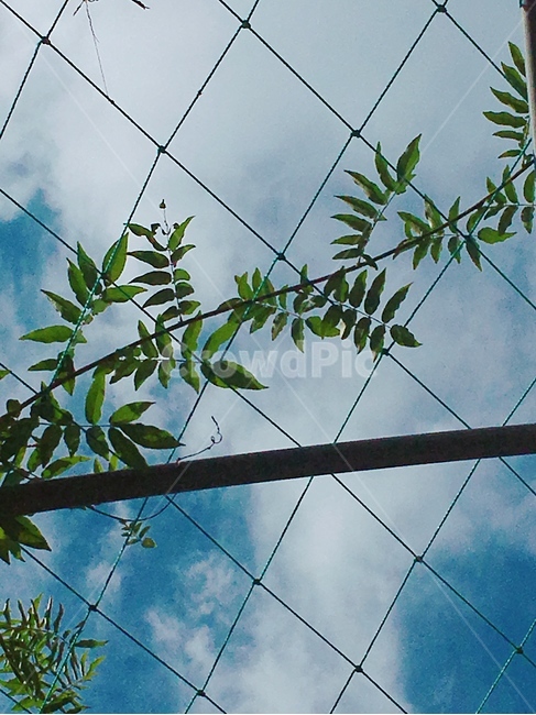 하늘,잎,초록,푸름,구름,자연,풍경,nature,landscape