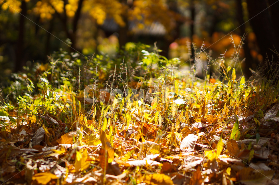 가을,낙엽,햇빛,풍경,풀,식물,자연,plants,nature,휴식,힐링,rest,relaxation,healing