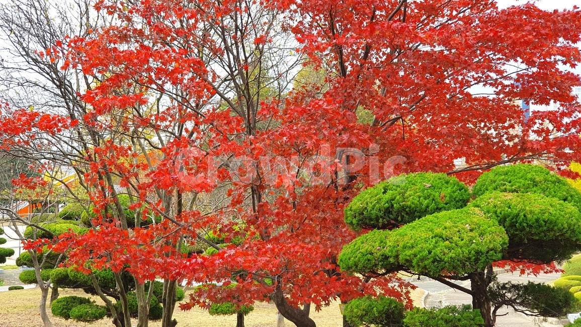 단풍나무,식물,산책로,공원,늦가을,maple,plant