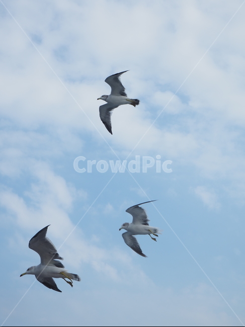 새,갈매기,날고있는,bird,동물,flying,animal,하늘,동물,animal,조류,새,birds