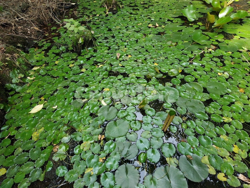 연못,수련등,수련식물,식물,plant,식물,자연,plants,nature