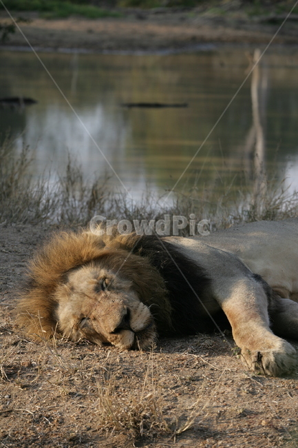 wildlife,야생동물,mammal,포유류,동물,animal,사자,lion,숫사자,사파리,동물,animal,포유류,mammal