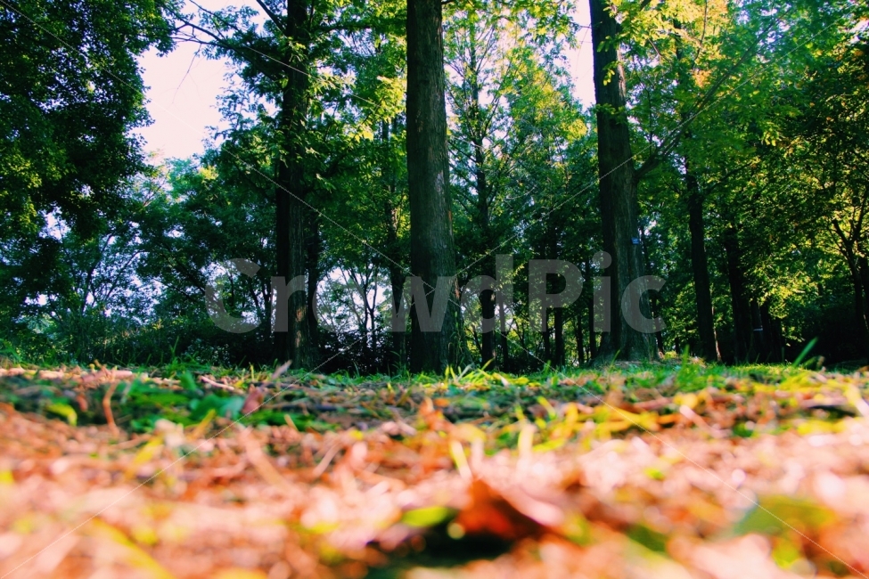 길,숲,나무,자연,아름다움,색감,분위기,하늘공원,한국,자연,풍경,nature,landscape,식물,plants,나무,trees,wood,감성,sensible,feeling,휴식,힐링,rest,relaxation,healing,plant,leaf,잎,tree,ground,바닥,vegetation,초목