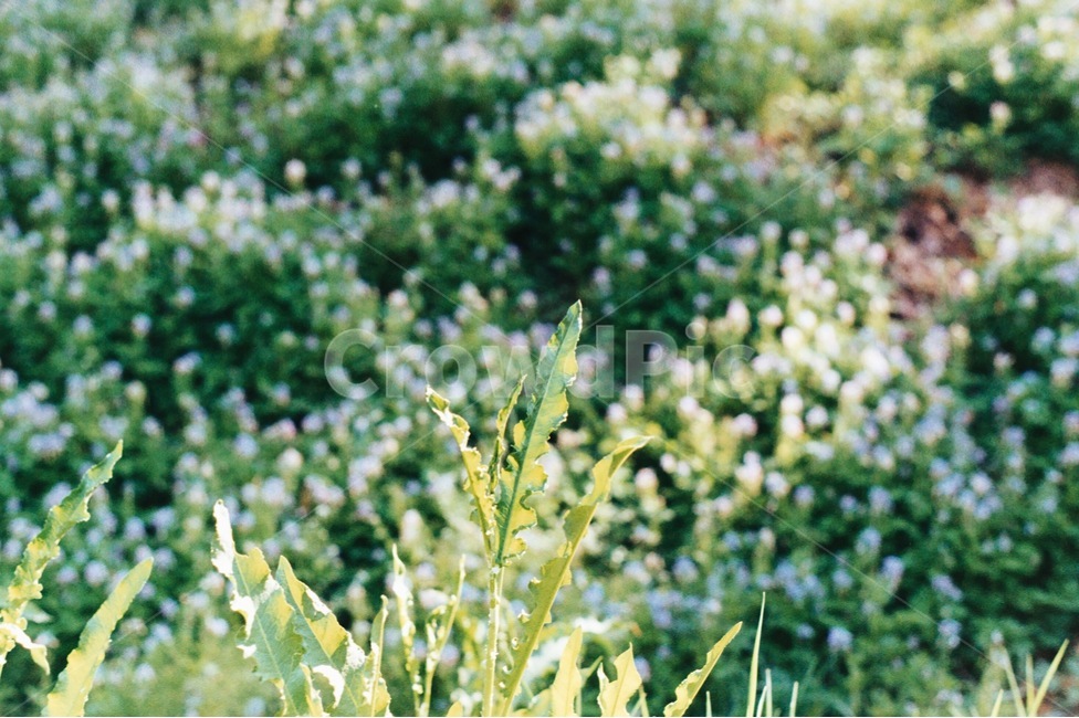 봄,꽃,자연,색감,감성사진,꽃밭,필름사진,아날로그,봄꽃,spring,nature,푸른,풀밭,아웃포커싱,빛,청량