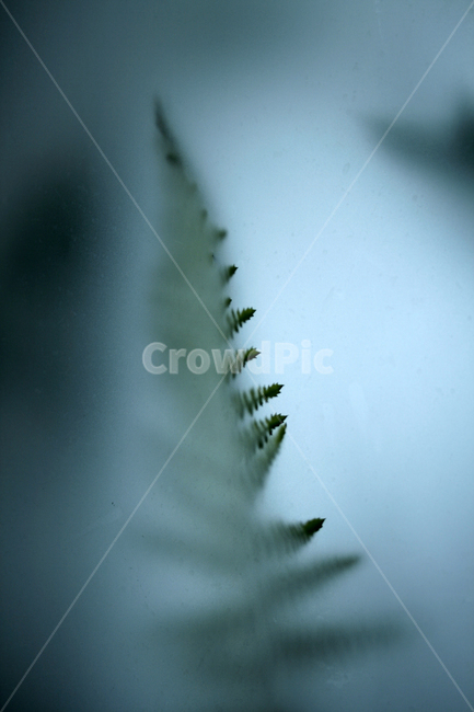 나무,잎,반사,빛,전시,식물,식물,자연,plants,nature,감성,sensible,feeling