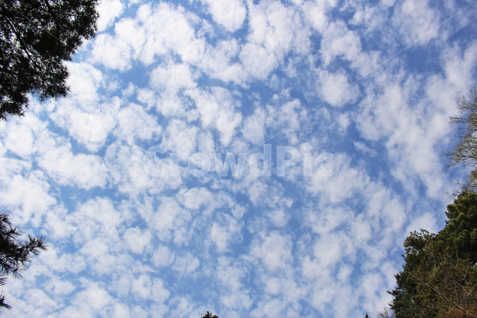 하늘,구름,sky,cloud,봄,spring,tree,나무,plant,식물,자연,풍경,nature,landscape